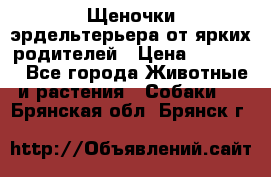 Щеночки эрдельтерьера от ярких родителей › Цена ­ 25 000 - Все города Животные и растения » Собаки   . Брянская обл.,Брянск г.